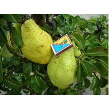 Груша звичайна Листопадова | Pyrus communis Noyabrskaya | Груша обыкновенная Ноябрьская