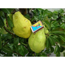 Груша звичайна Листопадова | Pyrus communis Noyabrskaya | Груша обыкновенная Ноябрьская