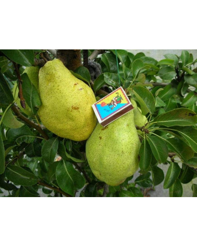 Груша звичайна Листопадова | Pyrus communis Noyabrskaya | Груша обыкновенная Ноябрьская