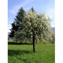 Груша звичайна Листопадова | Pyrus communis Noyabrskaya | Груша обыкновенная Ноябрьская