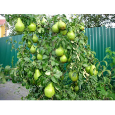 Груша звичайна Листопадова | Pyrus communis Noyabrskaya | Груша обыкновенная Ноябрьская