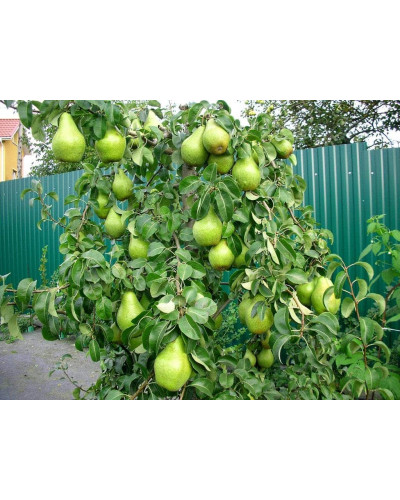 Груша звичайна Листопадова | Pyrus communis Noyabrskaya | Груша обыкновенная Ноябрьская