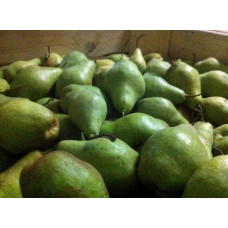 Груша звичайна Листопадова | Pyrus communis Noyabrskaya | Груша обыкновенная Ноябрьская