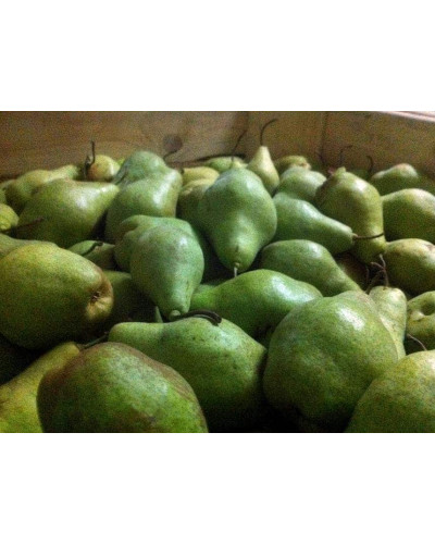 Груша звичайна Листопадова | Pyrus communis Noyabrskaya | Груша обыкновенная Ноябрьская