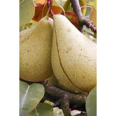 Груша звичайна Кюре | Груша обыкновенная Кюре | Pyrus communis Cure / Williams