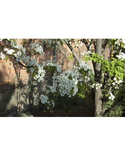 Груша звичайна Кюре | Груша обыкновенная Кюре | Pyrus communis Cure / Williams