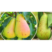 Груша звичайна Кюре | Груша обыкновенная Кюре | Pyrus communis Cure / Williams