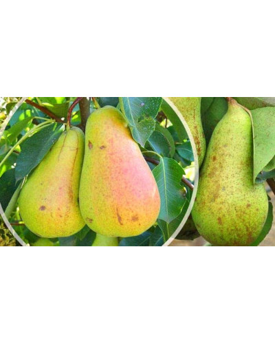 Груша звичайна Кюре | Груша обыкновенная Кюре | Pyrus communis Cure / Williams
