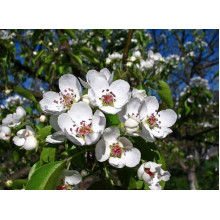 Груша звичайна Кюре | Груша обыкновенная Кюре | Pyrus communis Cure / Williams