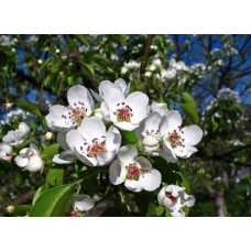 Груша звичайна Кюре | Груша обыкновенная Кюре | Pyrus communis Cure / Williams