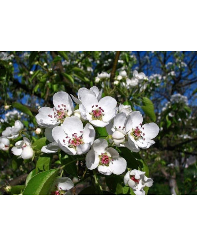 Груша звичайна Кюре | Груша обыкновенная Кюре | Pyrus communis Cure / Williams