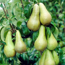 Груша звичайна Кюре | Груша обыкновенная Кюре | Pyrus communis Cure / Williams