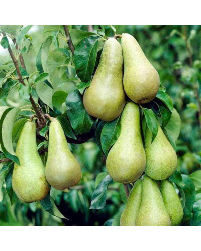 Груша звичайна Кюре | Груша обыкновенная Кюре | Pyrus communis Cure / Williams