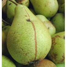 Груша звичайна Кюре | Груша обыкновенная Кюре | Pyrus communis Cure / Williams