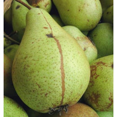 Груша звичайна Кюре | Груша обыкновенная Кюре | Pyrus communis Cure / Williams