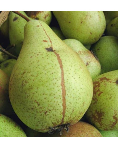 Груша звичайна Кюре | Груша обыкновенная Кюре | Pyrus communis Cure / Williams