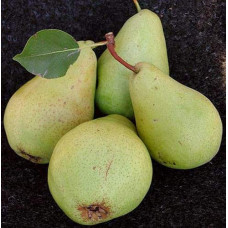 Груша звичайна Кюре | Груша обыкновенная Кюре | Pyrus communis Cure / Williams