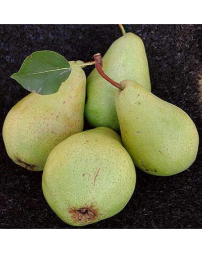 Груша звичайна Кюре | Груша обыкновенная Кюре | Pyrus communis Cure / Williams