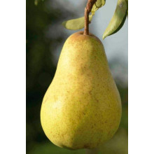 Груша звичайна Дюшес | Pyrus communis Duchesse | Груша обыкновенная Дюшес