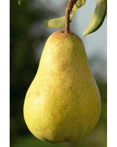 Груша звичайна Дюшес | Pyrus communis Duchesse | Груша обыкновенная Дюшес