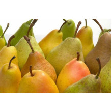 Груша звичайна Дюшес | Pyrus communis Duchesse | Груша обыкновенная Дюшес