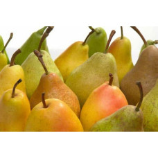 Груша звичайна Дюшес | Pyrus communis Duchesse | Груша обыкновенная Дюшес