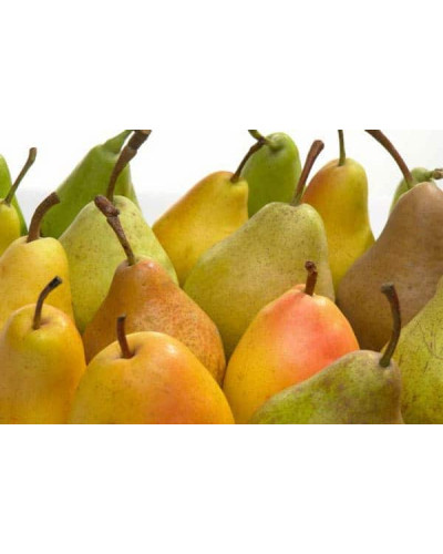 Груша звичайна Дюшес | Pyrus communis Duchesse | Груша обыкновенная Дюшес