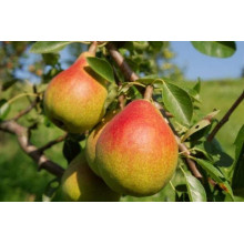Груша звичайна Дюшес | Pyrus communis Duchesse | Груша обыкновенная Дюшес