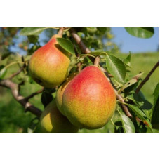 Груша звичайна Дюшес | Pyrus communis Duchesse | Груша обыкновенная Дюшес