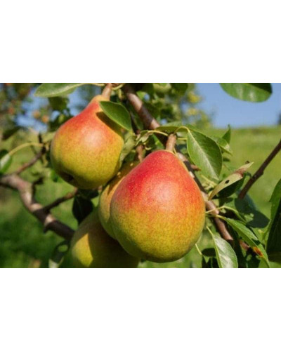 Груша звичайна Дюшес | Pyrus communis Duchesse | Груша обыкновенная Дюшес