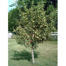 Груша звичайна Дюшес | Pyrus communis Duchesse | Груша обыкновенная Дюшес