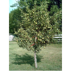Груша звичайна Дюшес | Pyrus communis Duchesse | Груша обыкновенная Дюшес