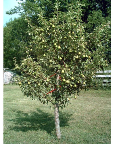 Груша звичайна Дюшес | Pyrus communis Duchesse | Груша обыкновенная Дюшес