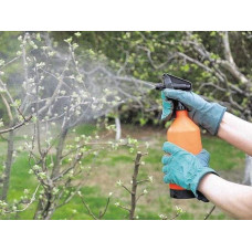 Груша звичайна Дюшес | Pyrus communis Duchesse | Груша обыкновенная Дюшес