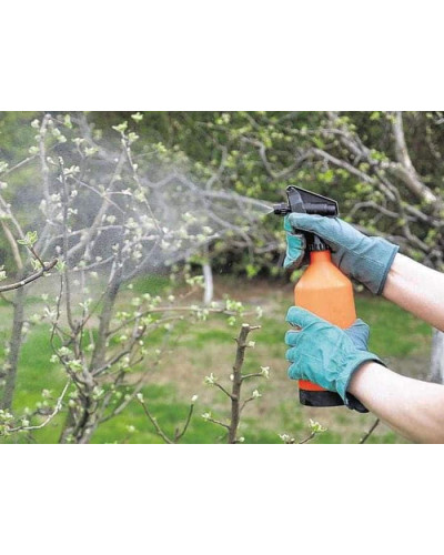 Груша звичайна Дюшес | Pyrus communis Duchesse | Груша обыкновенная Дюшес
