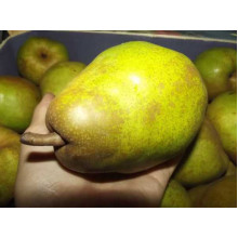 Груша звичайна Дюшес | Pyrus communis Duchesse | Груша обыкновенная Дюшес