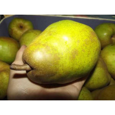 Груша звичайна Дюшес | Pyrus communis Duchesse | Груша обыкновенная Дюшес