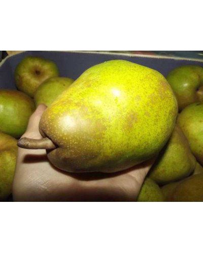 Груша звичайна Дюшес | Pyrus communis Duchesse | Груша обыкновенная Дюшес