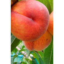 Персик Онтаріо Вайс (середній) | Персик Онтарио Вайс (средний) | Prunus persica Ontario Weiss