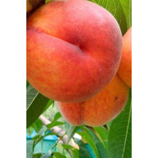 Персик Онтаріо Вайс (середній) | Персик Онтарио Вайс (средний) | Prunus persica Ontario Weiss