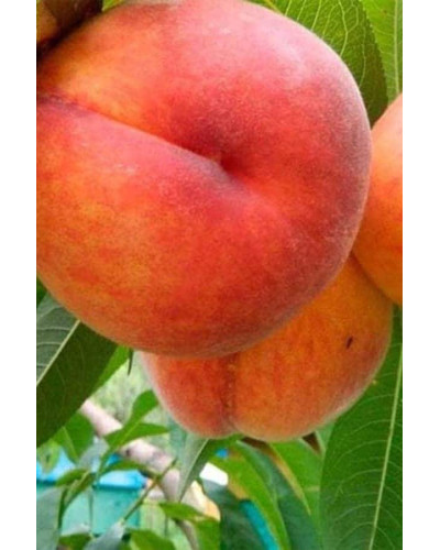 Персик Онтаріо Вайс (середній) | Персик Онтарио Вайс (средний) | Prunus persica Ontario Weiss