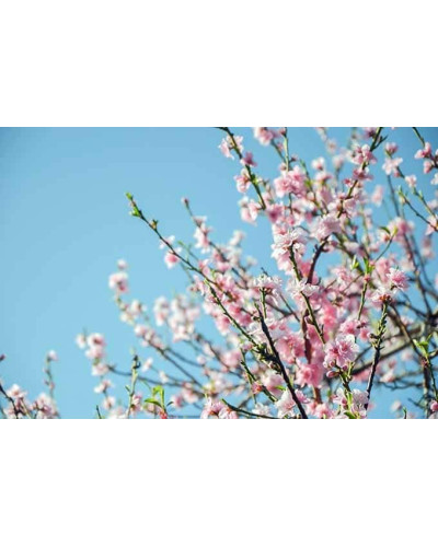 Персик Онтаріо Вайс (середній) | Персик Онтарио Вайс (средний) | Prunus persica Ontario Weiss