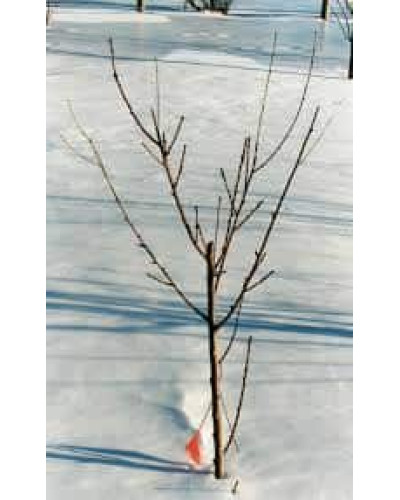 Персик Онтаріо Вайс (середній) | Персик Онтарио Вайс (средний) | Prunus persica Ontario Weiss