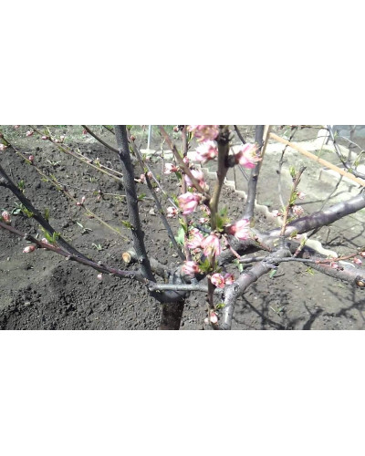 Персик Онтаріо Вайс (середній) | Персик Онтарио Вайс (средний) | Prunus persica Ontario Weiss
