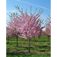 Персик Онтаріо Вайс (середній) | Персик Онтарио Вайс (средний) | Prunus persica Ontario Weiss