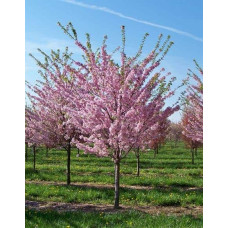 Персик Онтаріо Вайс (середній) | Персик Онтарио Вайс (средний) | Prunus persica Ontario Weiss