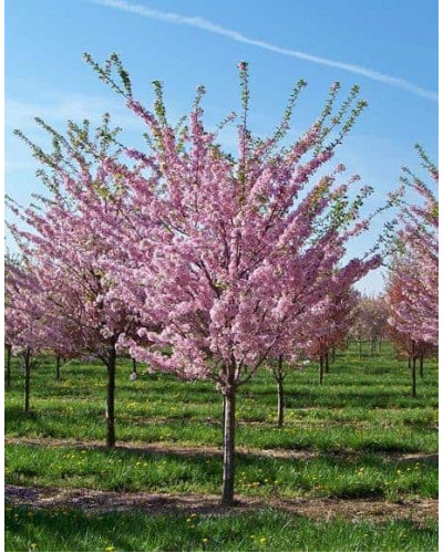 Персик Онтаріо Вайс (середній) | Персик Онтарио Вайс (средний) | Prunus persica Ontario Weiss