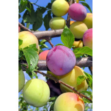 Слива Бербанк Гігант (середня) | Слива Бербанк Гигант (средняя) | Prunus domestica Berbank Giant