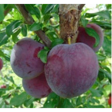 Слива Бербанк Гігант (середня) | Слива Бербанк Гигант (средняя) | Prunus domestica Berbank Giant