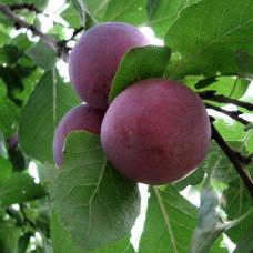 Слива Бербанк Гігант (середня) | Слива Бербанк Гигант (средняя) | Prunus domestica Berbank Giant